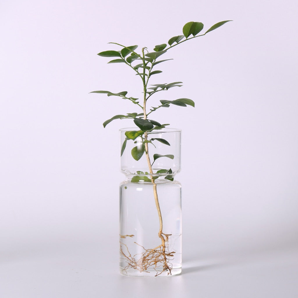 Clear Hyacinth Vase
