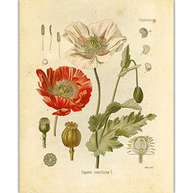 Vintage Wild Plant Poster