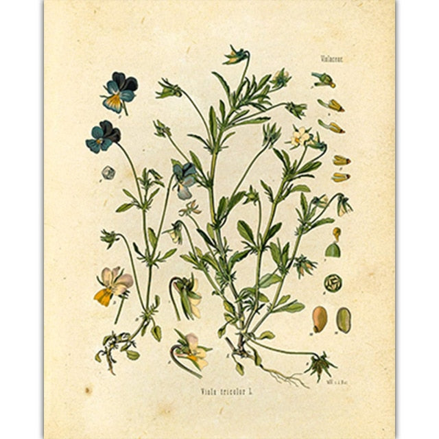Vintage Wild Plant Poster
