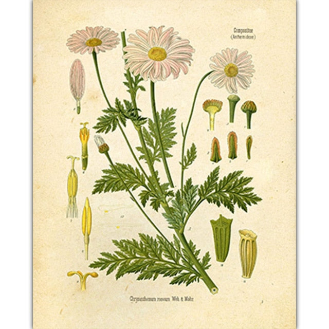 Vintage Wild Plant Poster