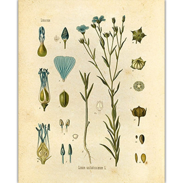 Vintage Wild Plant Poster