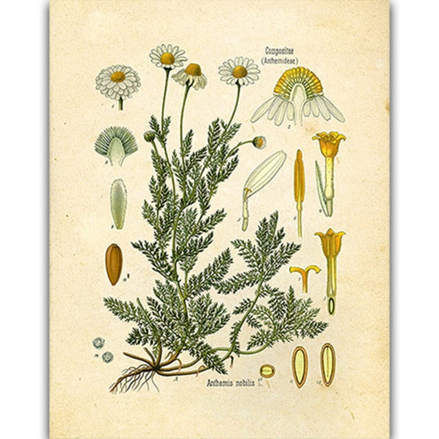 Vintage Wild Plant Poster