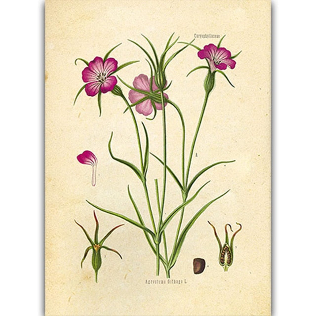 Vintage Wild Plant Poster