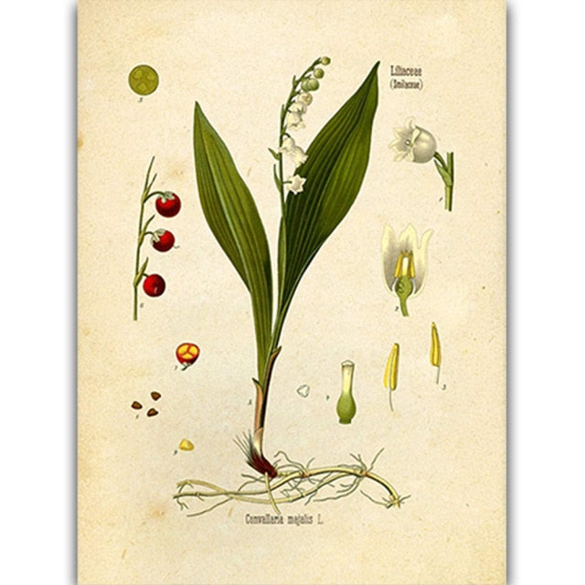 Vintage Wild Plant Poster