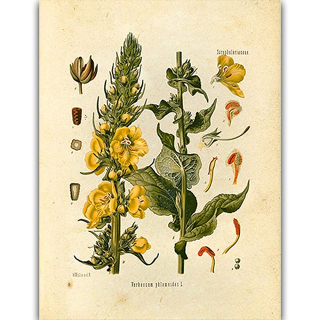 Vintage Wild Plant Poster