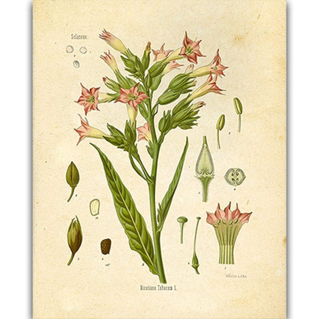 Vintage Wild Plant Poster