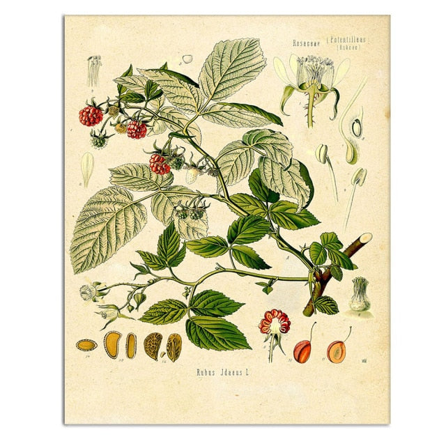Vintage Wild Plant Poster