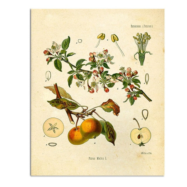 Vintage Wild Plant Poster