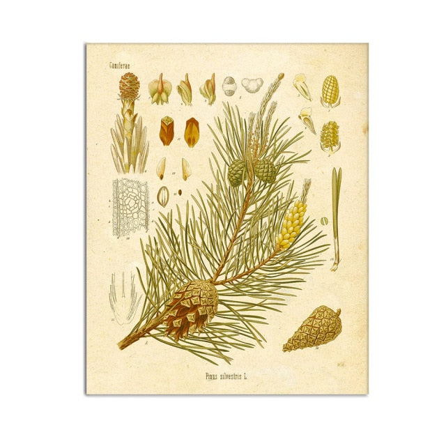 Vintage Wild Plant Poster