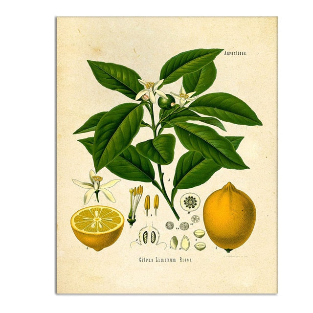 Vintage Wild Plant Poster