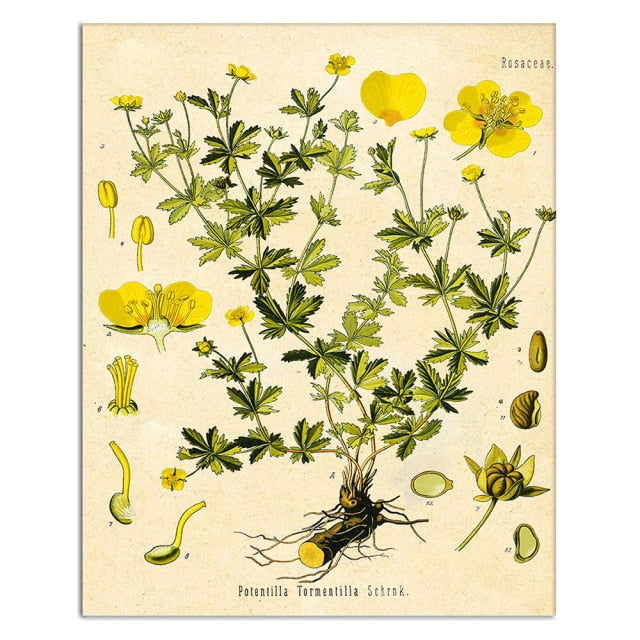 Vintage Wild Plant Poster