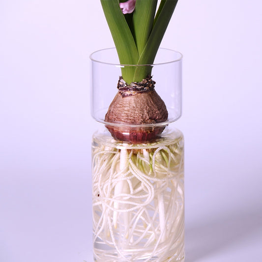 Clear Hyacinth Vase