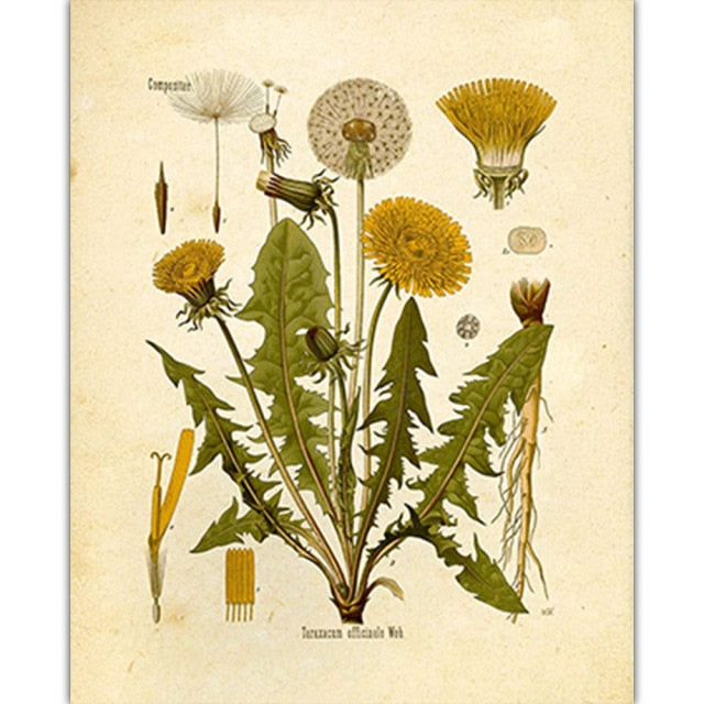 Vintage Wild Plant Poster