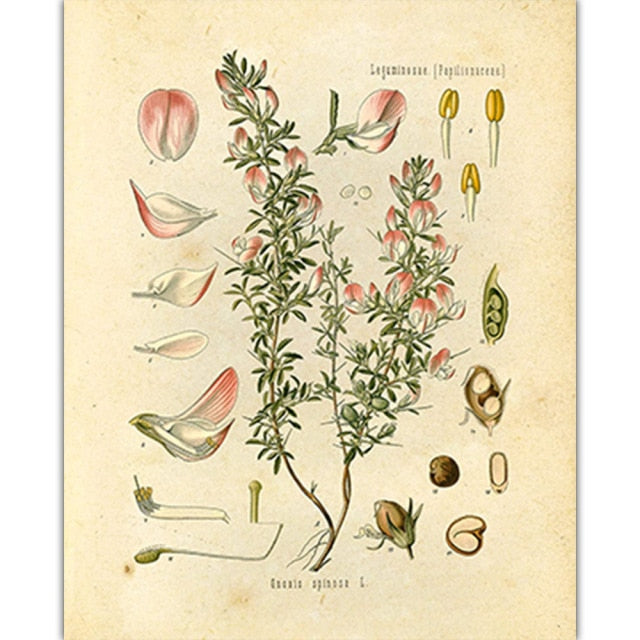 Vintage Wild Plant Poster